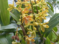 Prosthechea crassilabia