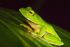 Zhangixalus aurantiventris