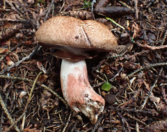 Agaricus benesii