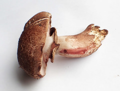 Agaricus benesii