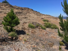 Puya coerulea