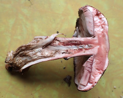 Agaricus benesii