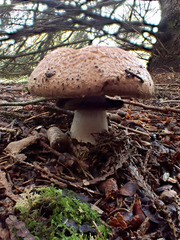 Agaricus benesii