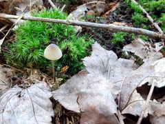 Mycena arcangeliana