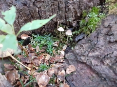 Mycena arcangeliana