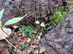 Mycena arcangeliana