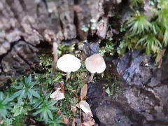 Mycena arcangeliana
