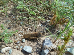 Bryodemella