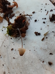 Mycena arcangeliana