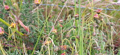 Ursinia discolor