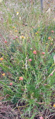 Ursinia discolor