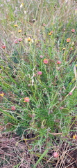 Ursinia discolor