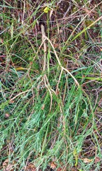 Ursinia discolor