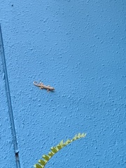 Hemidactylus platyurus