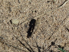 Bryodemella