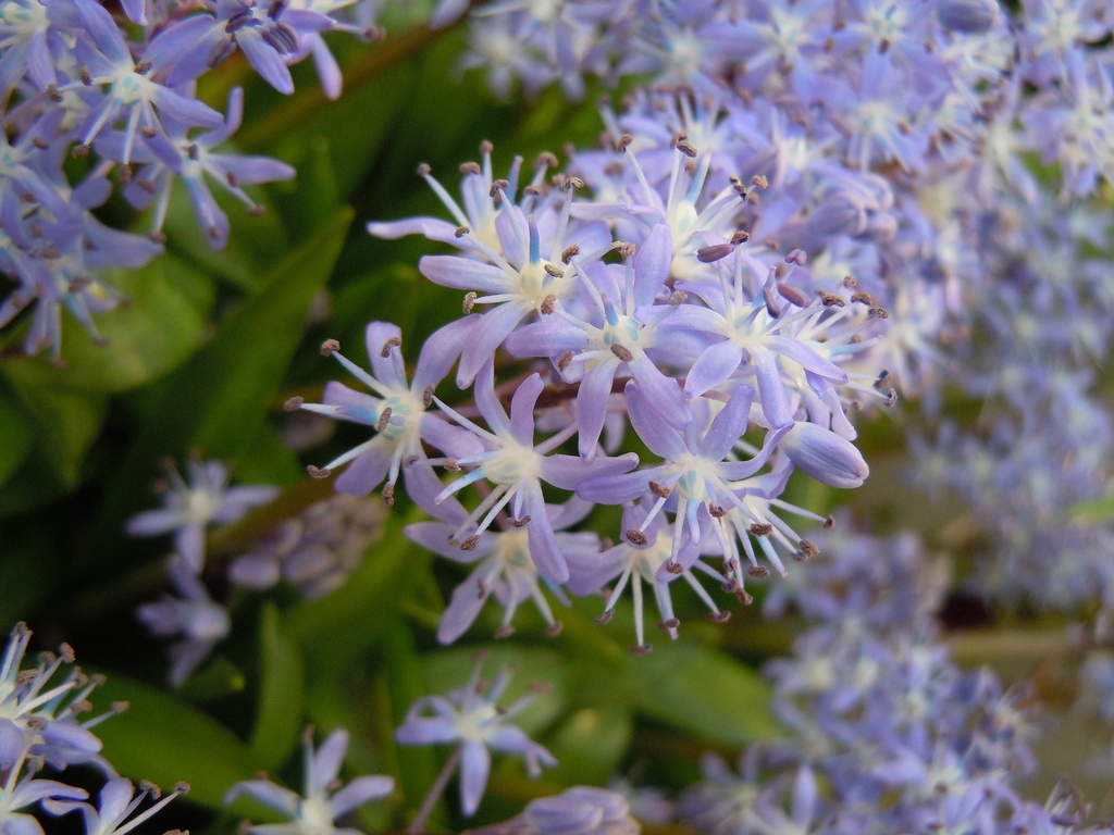 Greek Squill