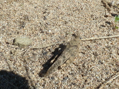Bryodemella