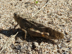 Bryodemella