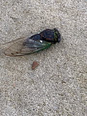 Neotibicen tibicen australis