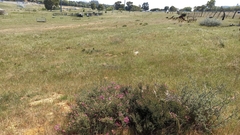 Podalyria microphylla