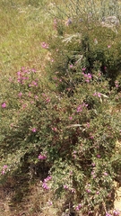 Podalyria microphylla