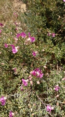 Podalyria microphylla