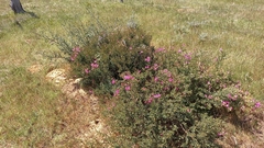 Podalyria microphylla