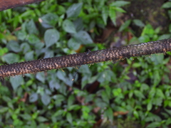 Coeliccia flavicauda