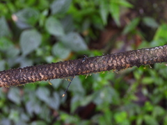 Coeliccia flavicauda