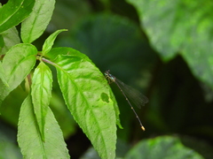 Coeliccia flavicauda