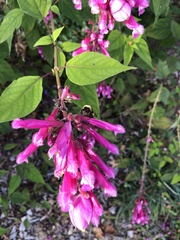 Salvia involucrata