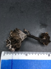 Thelephora anthocephala