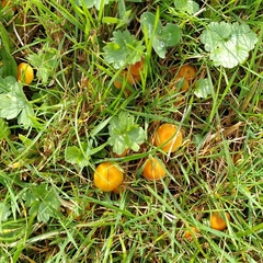 Hygrocybe insipida