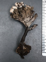 Thelephora anthocephala