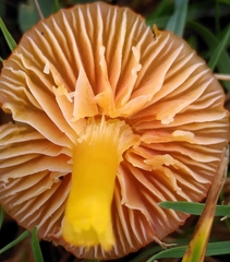 Hygrocybe insipida