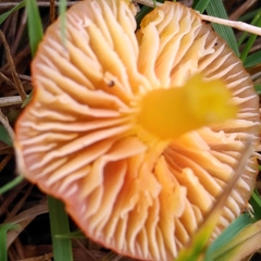 Hygrocybe insipida