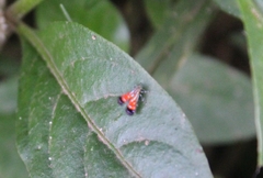 Tricyanaula aurantiaca