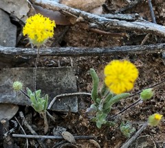 Asteridea athrixioides