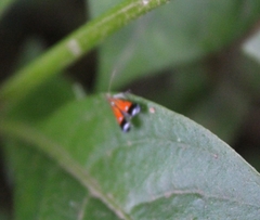 Tricyanaula aurantiaca