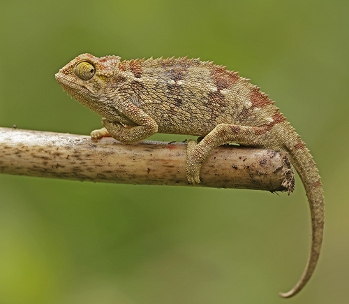 Trioceros rudis (Boulenger, 1906)