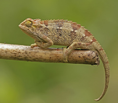 Coarse Chameleon photo 1