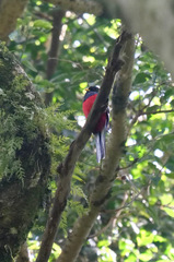Apaloderma vittatum