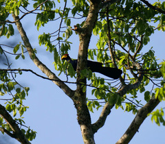 Musophaga rossae