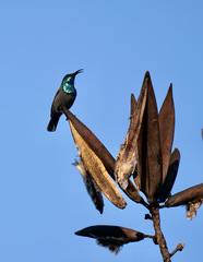 Cyanomitra verticalis