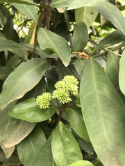 Hydrangea chinensis