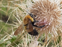 Bombus melanurus