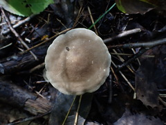 Lactarius fumosus