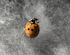 Harmonia axyridis