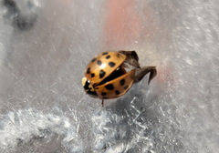 Harmonia axyridis