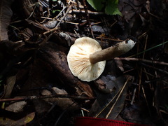 Lactarius fumosus